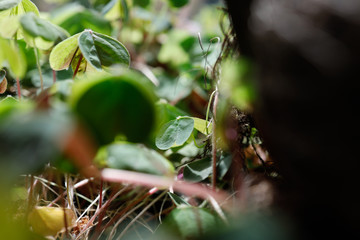 Kleeblatt auf dem Waldboden im Sonnenlicht