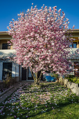 Fototapeta na wymiar Spring nature. View of beautiful bloomed pink magnolia tree in spring sunny day