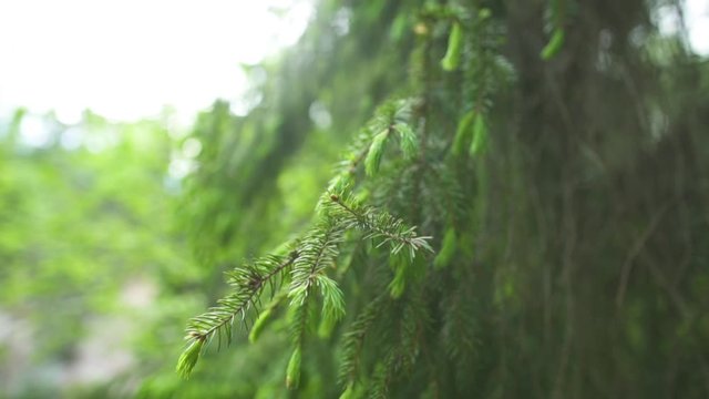 Spruce branch close up shot