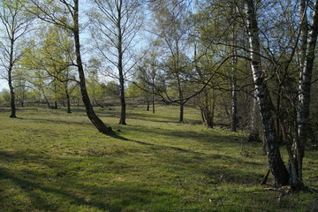 Birch Taiga like forest landscape during spring