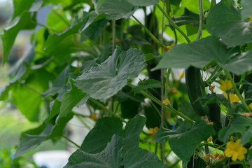 Fototapeta na wymiar Closeup of cucumbers hanging on a plant. Big green leaves.