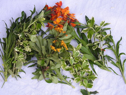 Green Leaves And Burnt Orange Flowers