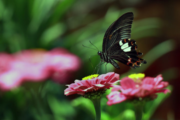 Painted Butterfly on a flower. Butterfly in the garden.