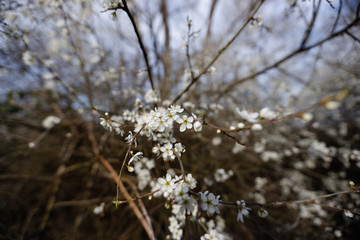 Weiße Blüten auf Ast in der Sonne