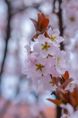 Spring weather - cherry blossomed in the garden.