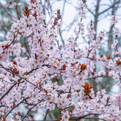 Spring weather - cherry blossomed in the garden.