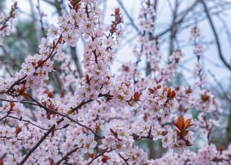 Spring weather - cherry blossomed in the garden.