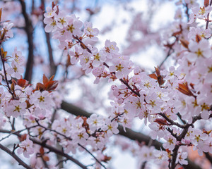 Spring weather - cherry blossomed in the garden.