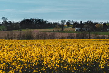 field of yellow flowers and old german house