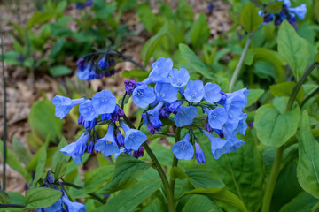 Virginia bluebells on an overcast day. The bluebells have rounded and gray-green leaves, borne on stems up to 24 in. Flowers have five petals fused into a tube, five stamens, and a central pistil.