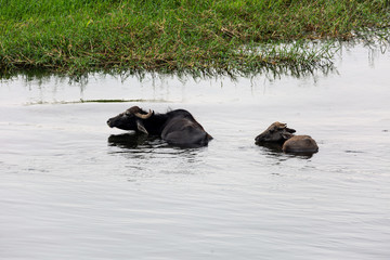 Fototapeta premium Cow on the coast of Nile