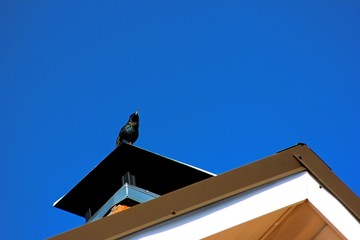 Bird on the roof