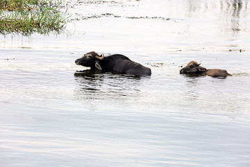 Fototapeta premium Cow on the coast of Nile