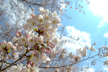 桜