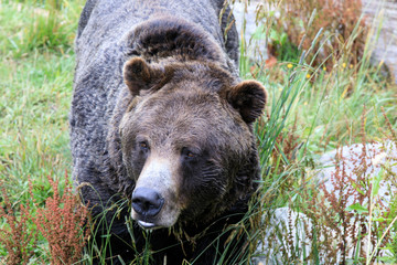 Fototapeta premium Vancouver, America - August 18, 2019: Grizzly bear at Grouse Mountain, Vancouver, America