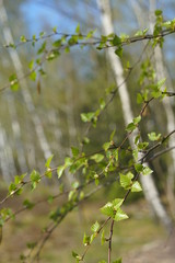 Blooming birch tree and blue sky