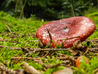 Fliegenpilz
