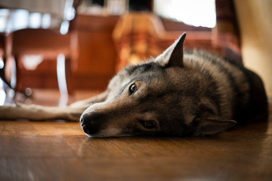 Tamaskan wolfdog bargains for a walk