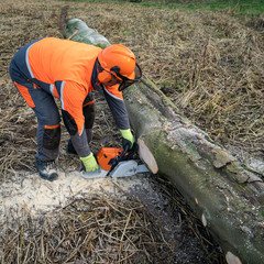 Waldbauern bzw. Waldarbeiter schneiden und verkleinern gefällte Bäume zu Brennholz. Forsttechnik und Arbeitsschutz sind unentbehrlich bei der teilweise sehr schweren Arbeit.