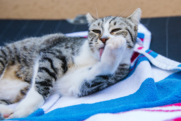 cat on a lounger