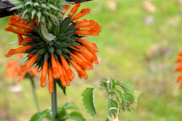 flowers, inca trail, peru