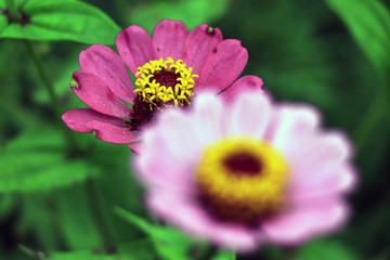 Pink Zinnia is elegantly bathed in the sunshine of a summer day. Zine flower graceful on an  green background.