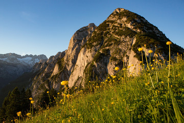 Donnerkogel during a sunrise hike with yellow flowers