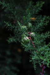A cypress branch with a cone on a dark background.
