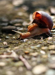 A grape snail crawls on the ground.