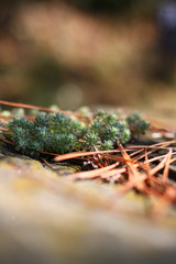 Moss on the ground, among fallen needles.