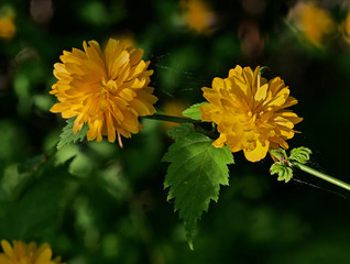 gelbe Blüten der japanischen Kerrie, Kerria japonica, als Nahaufnahme