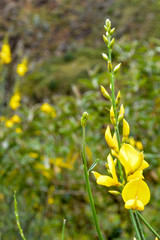 Flowers, Peru, Inca Trail