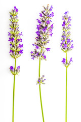 Bouquet of lavender flowers and seeds on white background. Isolated on white background.