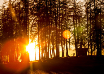 Person biking next to a little hut in the woods during sunset