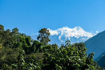 Fototapeta premium View on Himalayas along Annapurna Circuit Trek, Nepal. There is a dense forest in front. High, snow caped mountains' peaks catching the sunbeams. Serenity and calmness. Barren slopes