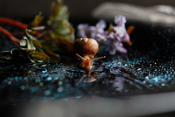 snail and flower