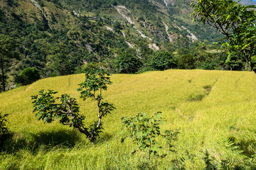 Lush green rice paddies along Annapurna Circuit Trek, Nepal. The rice paddies are located in the Himalayan valley. Some trees growing in between. High Mountains in the back. Clear and bright day.