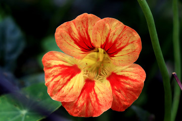 Fototapeta premium Nasturtium flowers. Tropaeolum majus garden nasturtium, Indian cress, or monks cress is a species of flowering plant in the family Tropaeolaceae. Flower and foliage.