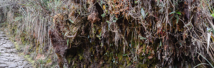 Lichen, Peru, Inca trail