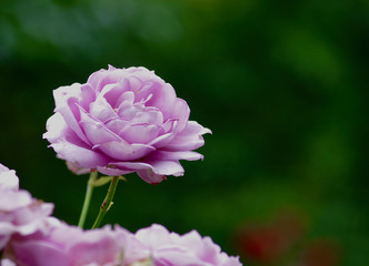 Selective Focus on Light Purple Rose with Dark Green Background