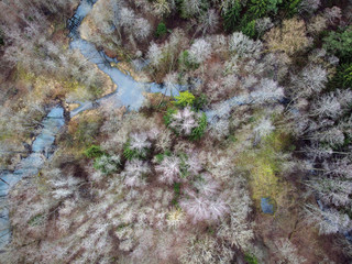 Beaver dam on forest river at early spring time, drone view. Stream, treetops, wetland. Aerial landscape
