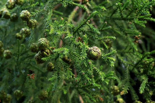 Pine branch on dark background. Close up view of Pine leaf on blurred nature background. Closeup of Norfolk pine needles and branches. Pine nuts, also called pi&ntilde;&oacute;n pinoli or pignoli.