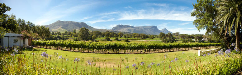 Panorama of a wine producer in South Africa with Table mountain and clear blue sky, Cape Town....