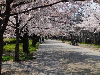 Naklejka premium 大阪城公園の桜