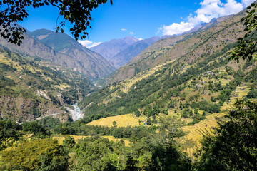 Fototapeta na wymiar Lush green rice paddies along Annapurna Circuit Trek, Nepal. The rice paddies are located in the Himalayan valley. Lots of trees growing in between. High Mountains in the back. Clear and bright day.