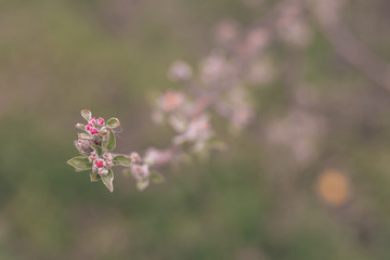 Pear bud flower in spring. Pear flower buds on a tree branch in early spring. Pink flower. Bright green leaves.  Branch of a blossoming tree with beautiful flowers. 
