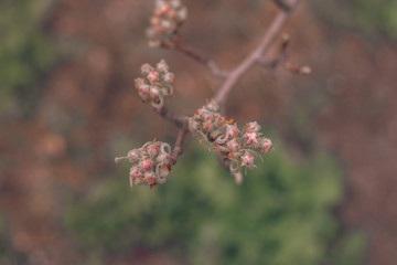 Pear bud flower in spring. Pear flower buds on a tree branch in early spring. Pink flower. Bright green leaves.  Branch of a blossoming tree with beautiful flowers. 