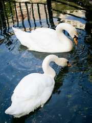 
a pair of white swans on a lake on a summer day, swans in love,