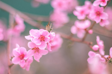 Fototapeta premium Spring tree with pink flowers blooming. Blooming peach flowers blossom, very beautiful. Open peach blossoms in spring sunny day