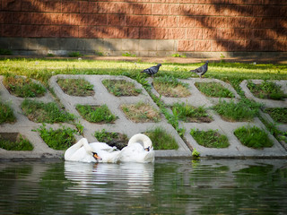 
a pair of white swans on a lake on a summer day, swans in love,
